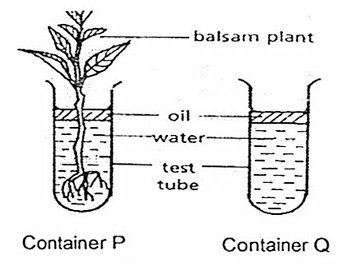 Roots Definition Types Morphology and Function  Biology Ease