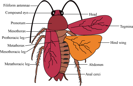 cockroach diagram