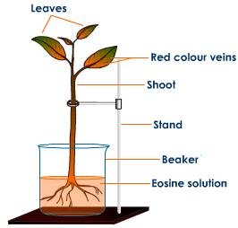 water experiment roots sap absorption plant clipart conduction definition through upward cliparts library eosin balsam