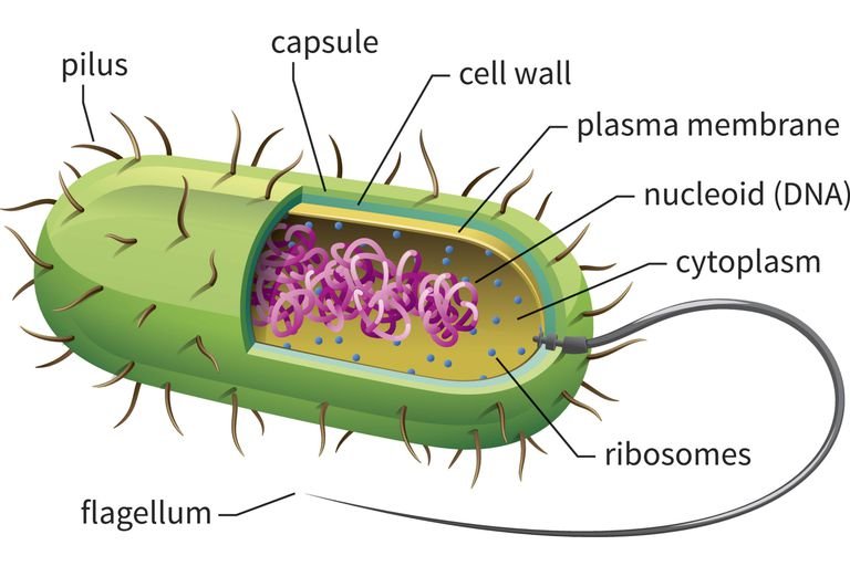 prokaryotic cell wall image