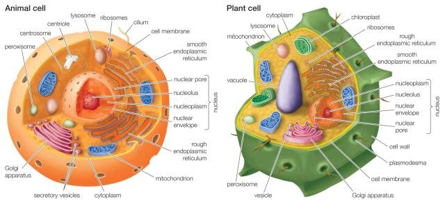 cell-theory-and-differences-of-plant-and-animal-cells-definition