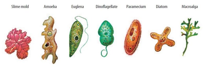 5 Examples Of Kingdom Protista