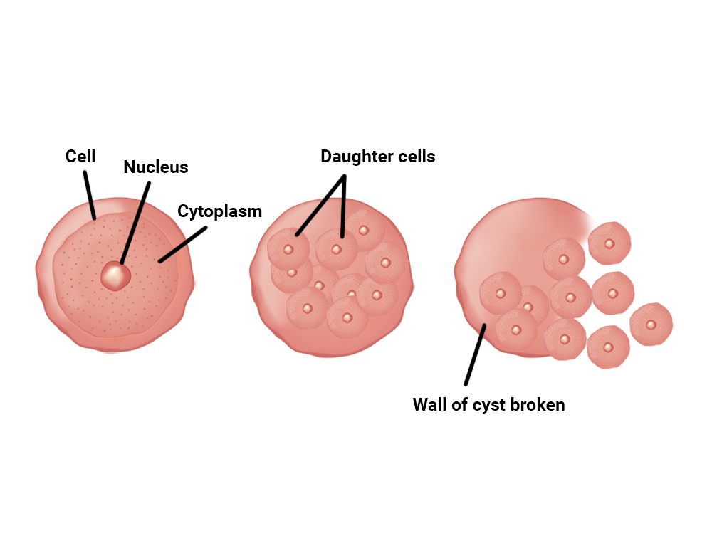 fission-definition-examples-diagrams