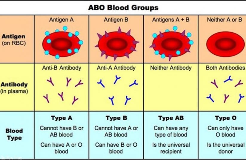 Blood Transfusion Definition Examples Diagrams