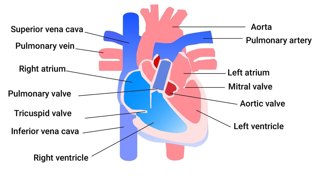 part of heart that pumps blood