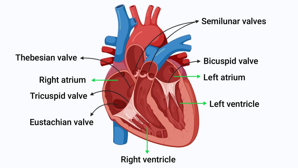 What Is The Definition Of Valves