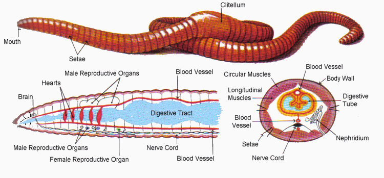 Get 21 Earthworm Internal Anatomy Gonads Muhammadiyah Kabupaten Bone 4464