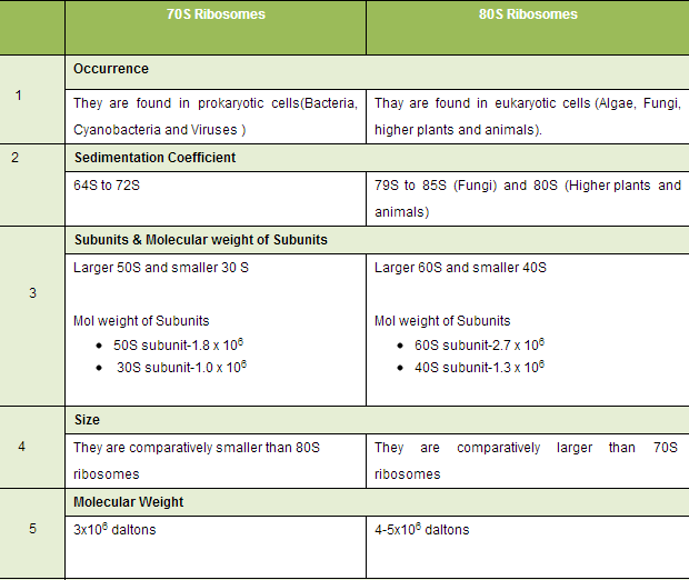 Introduction to Ribosomes | Definition, Examples, Diagrams