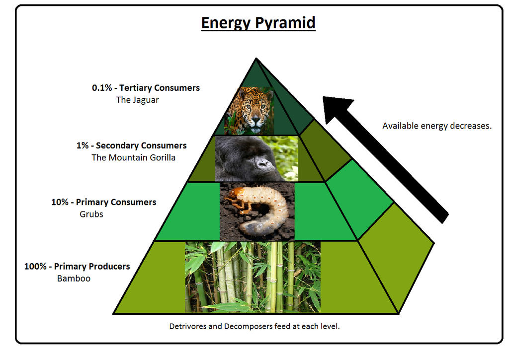 Ecological Pyramids Definition, Examples, Diagrams