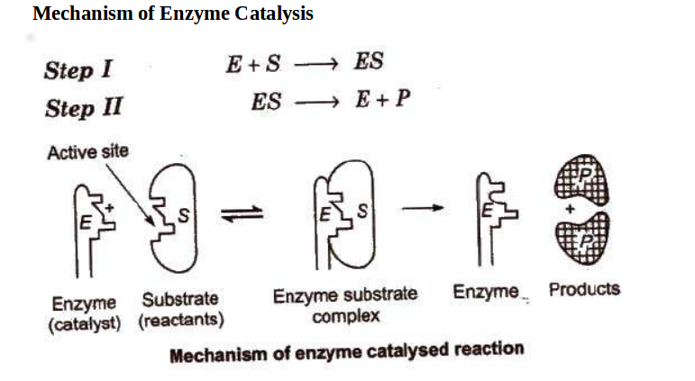 Enzymes Definition Examples Diagrams