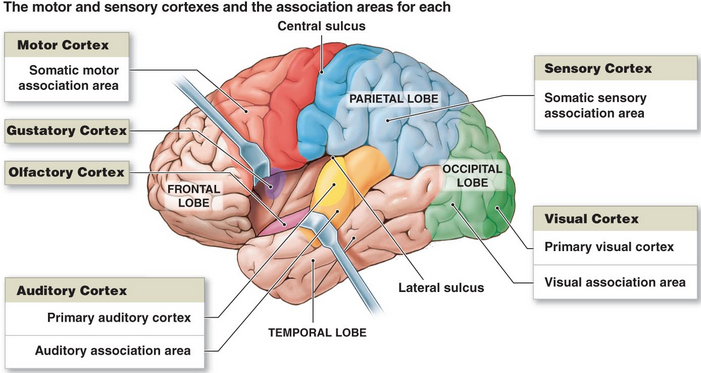 brain-advanced-definition-examples-diagrams