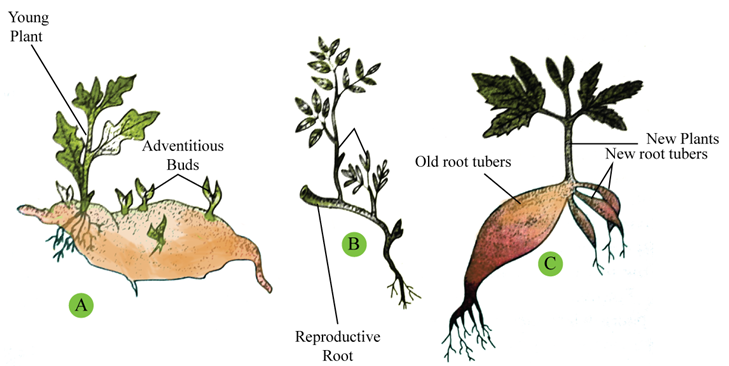 vegetative-propagation-by-roots-and-sub-aerial-stems-definition