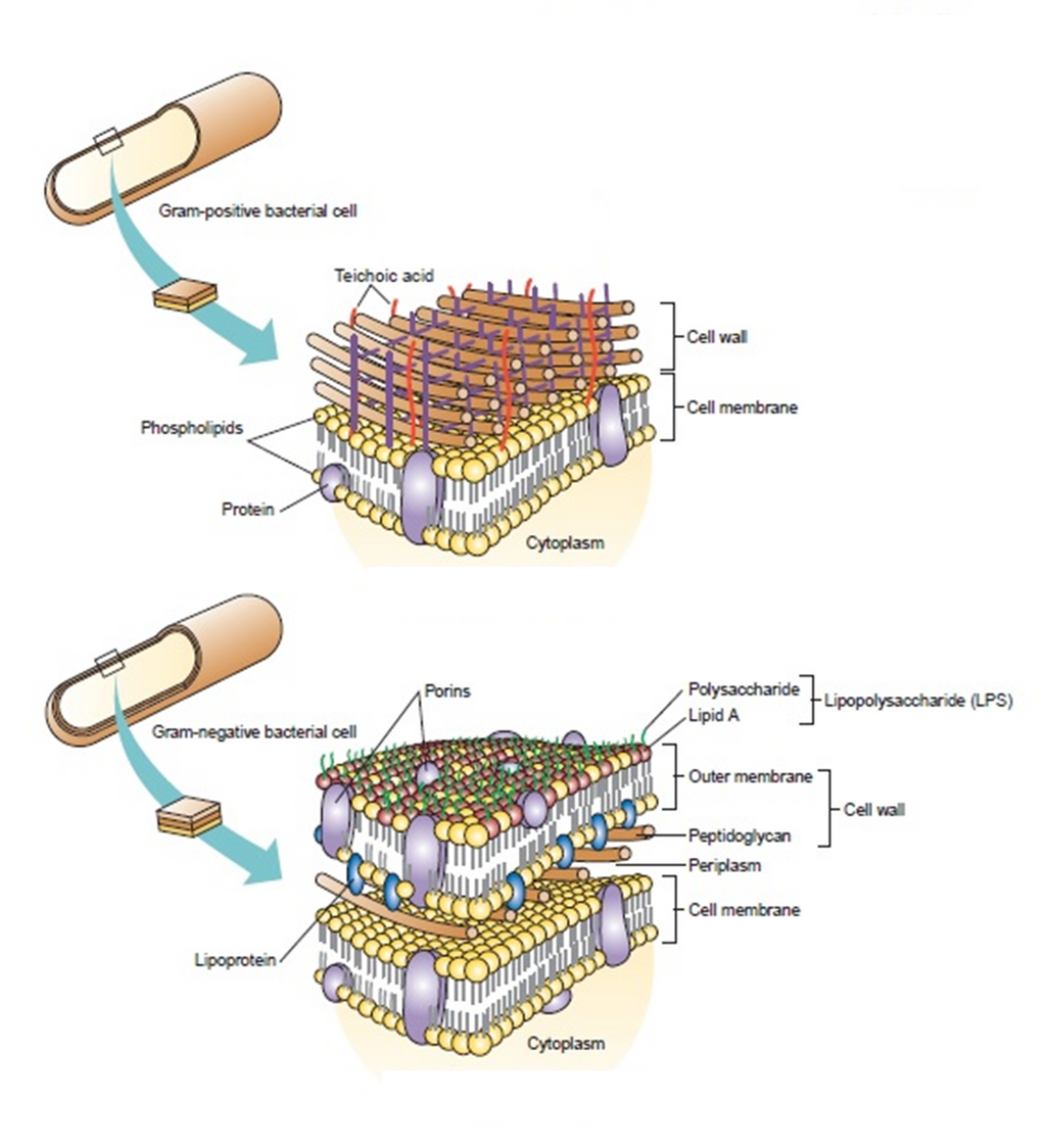 91-prokaryotic-cell