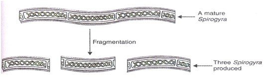 Linguistic Fragmentation Definition