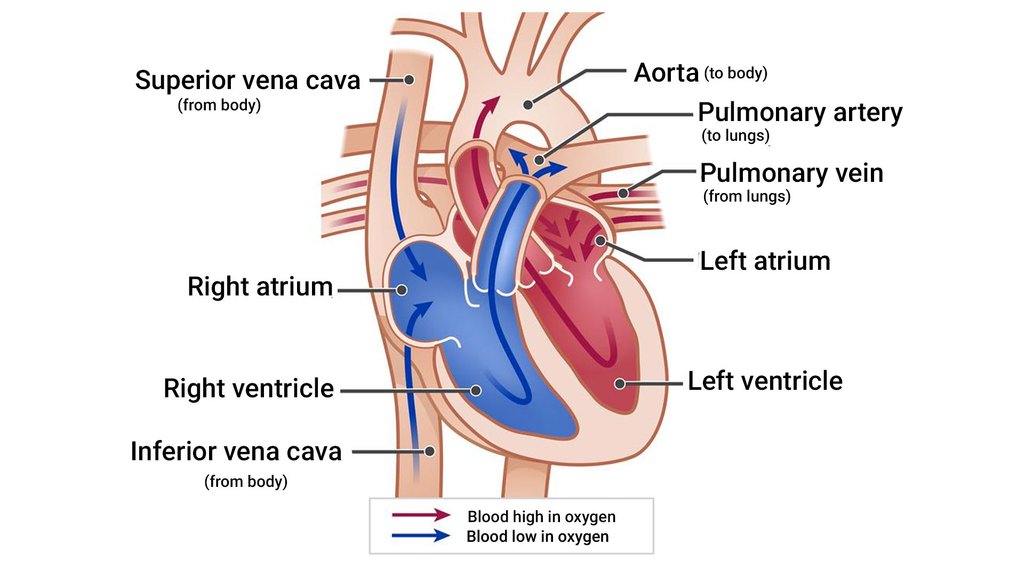 body-fluids-and-circulation-quick-revision-neet-cracker