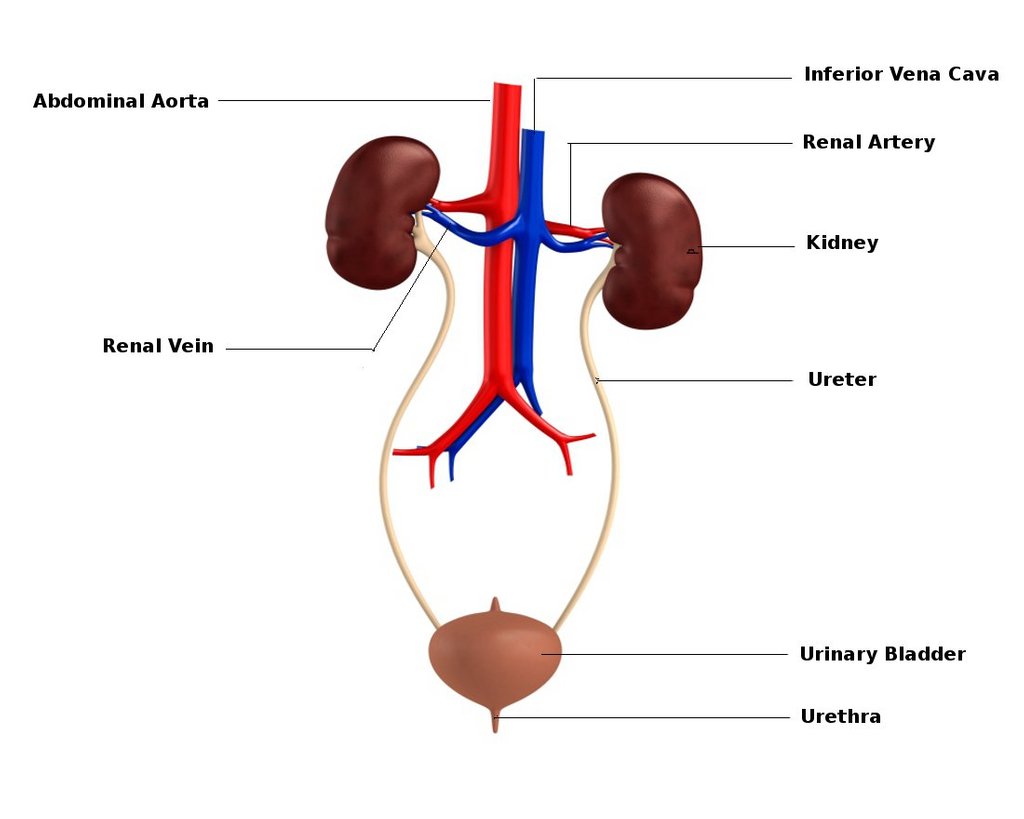 Human Excretory System Definition, Examples, Diagrams